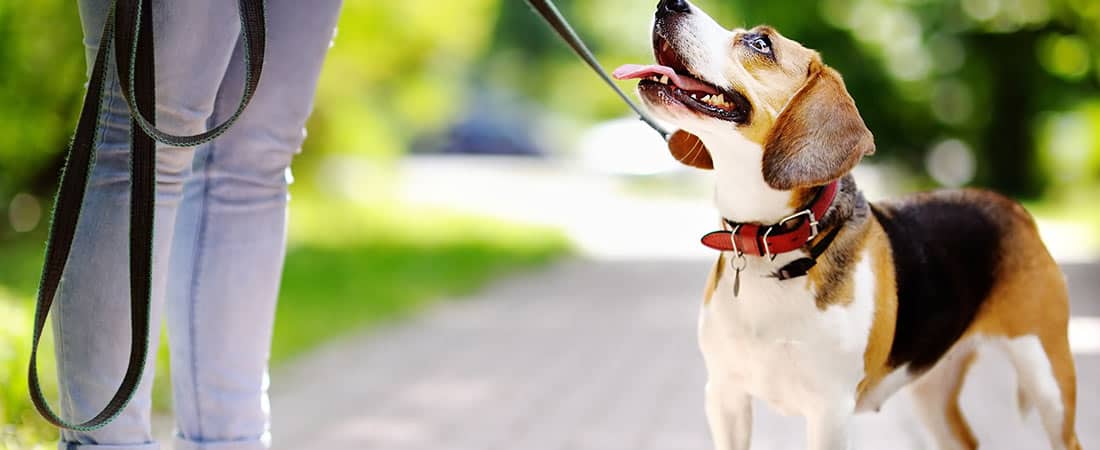 Batavia Dog Obedience Training 