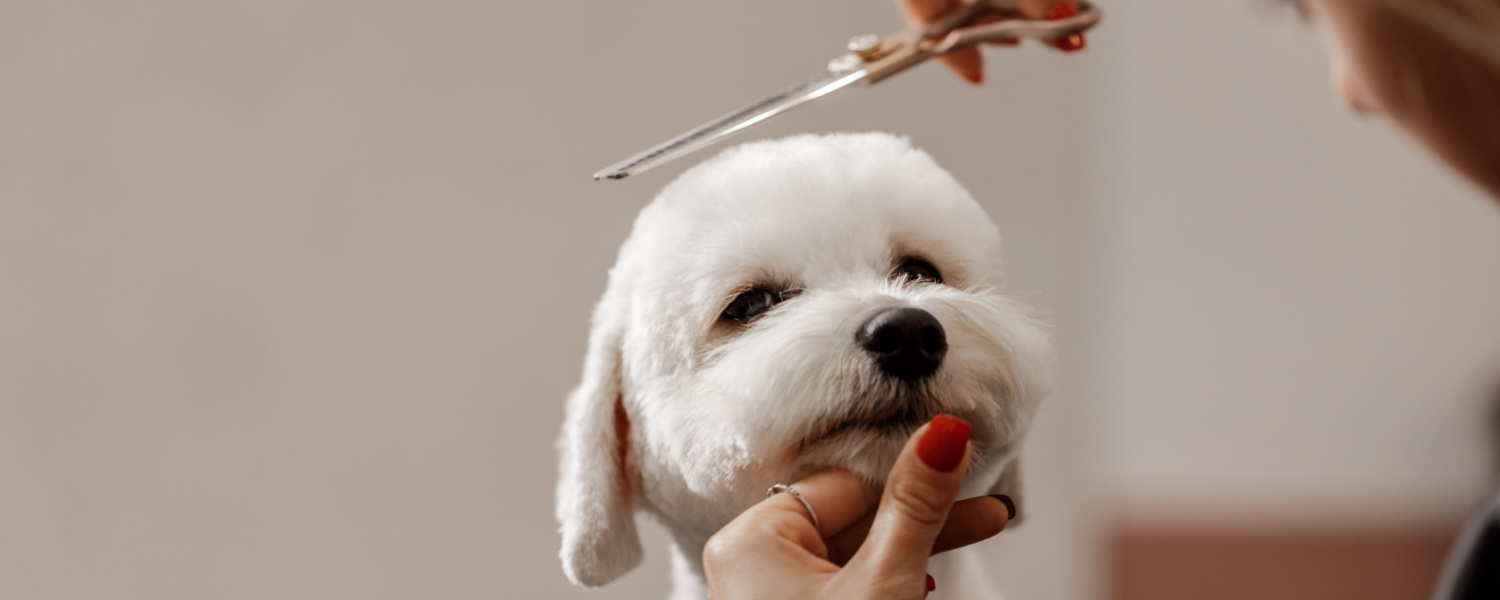 Dog Haircut Batavia IL