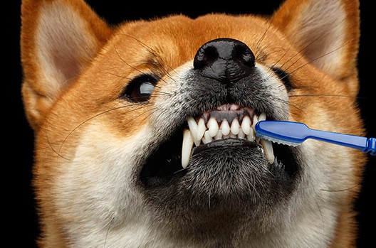 Dog Teeth Brushing Batavia