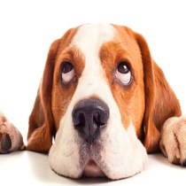 glen ellyn WoofBeach cove dog grooming